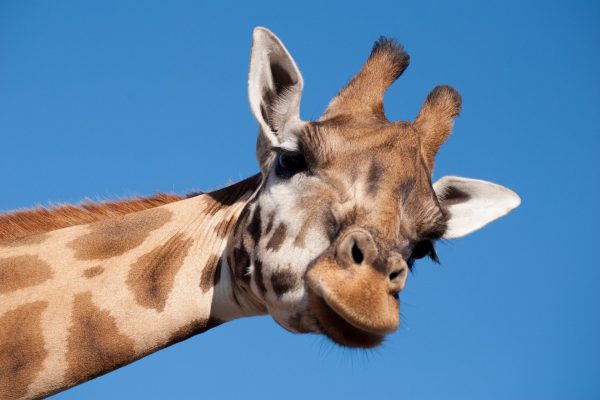 giraffe-1124451_1920 Bild von Melanie van de Sande auf Pixabay