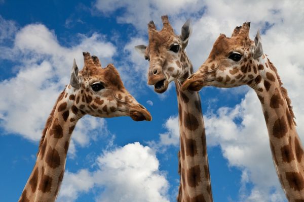 giraffes-627031_1920 Bild von Christine Sponchia auf Pixabay